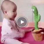 Cactus allegro – video