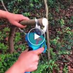 Cesoie elettriche portatili AKU + batteria di ricambio – video