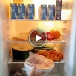 Contenitore per frigorifero (4 pezzi) – video