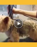 Toelettatore silenzioso per animali domestici – video