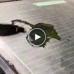 Spugna professionale per la pulizia dei vetri dell’auto – video