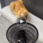 Ventilatore portatile senza fili alimentato a batteria ricaricabile – video