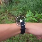 Elegante bracciale di insetti – video