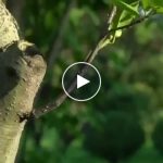 Cesoie per alberi – video