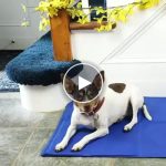 Tappeto di raffreddamento per animali domestici – 90 x 50 cm, senza elettricità o acqua – video