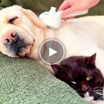 Spazzola a vapore per la toelettatura di cani e gatti – video