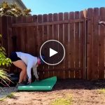 Base di semina per un prato più fitto – video