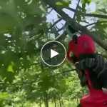 Forbici elettriche da potatura – video