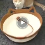 Una comoda cuccia in maglia per animali domestici – video
