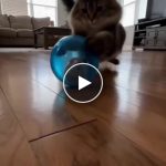 Palla rotolante interattiva per animali domestici – video